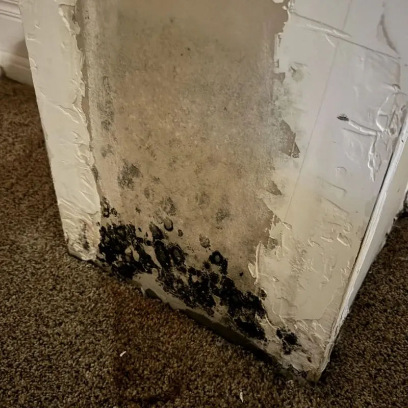 Professional Mold Removal in Auburn, GA